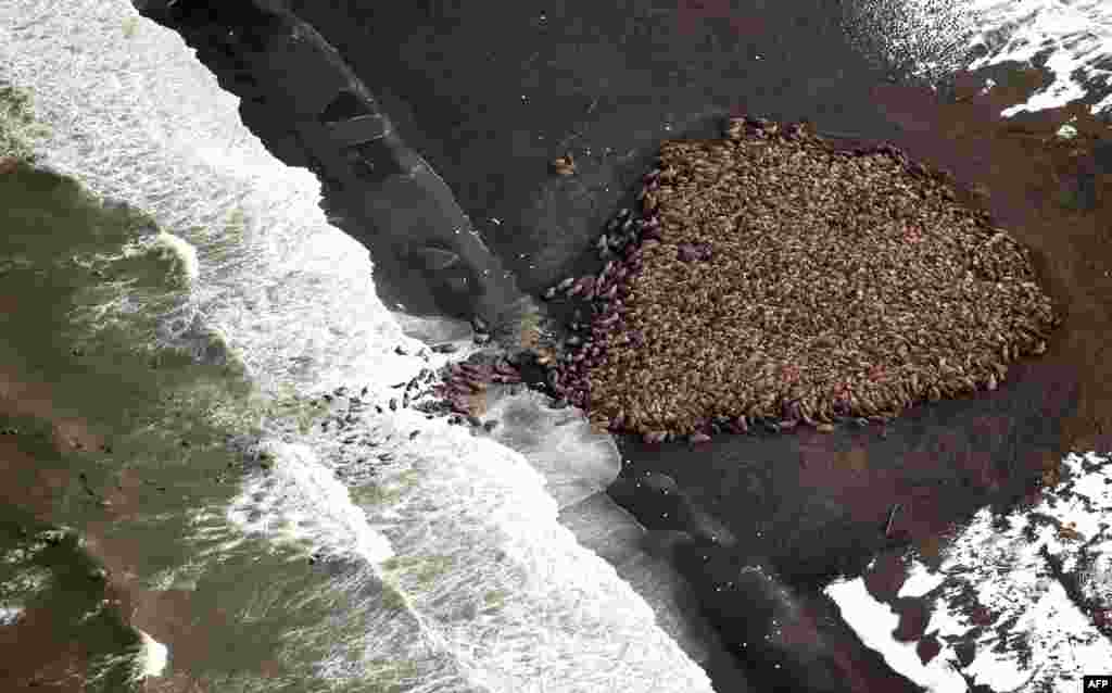 This photo shows some of an estimated 35,000 walrus that gathered near Point Lay, Alaska. The huge gathering was spotted during an annual arctic marine mammal aerial survey. According to "The Washington Post," the sea ice favored by walruses has disappeared due to global warming, forcing the walrus to come ashore to seek refuge. (AFP)