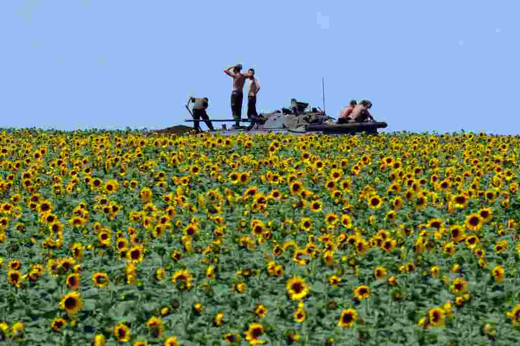 Українські солдати на бронетранспортері у соняшниковому полі, 20 км на південь від Донецька, 10 липня 2014 року &nbsp;