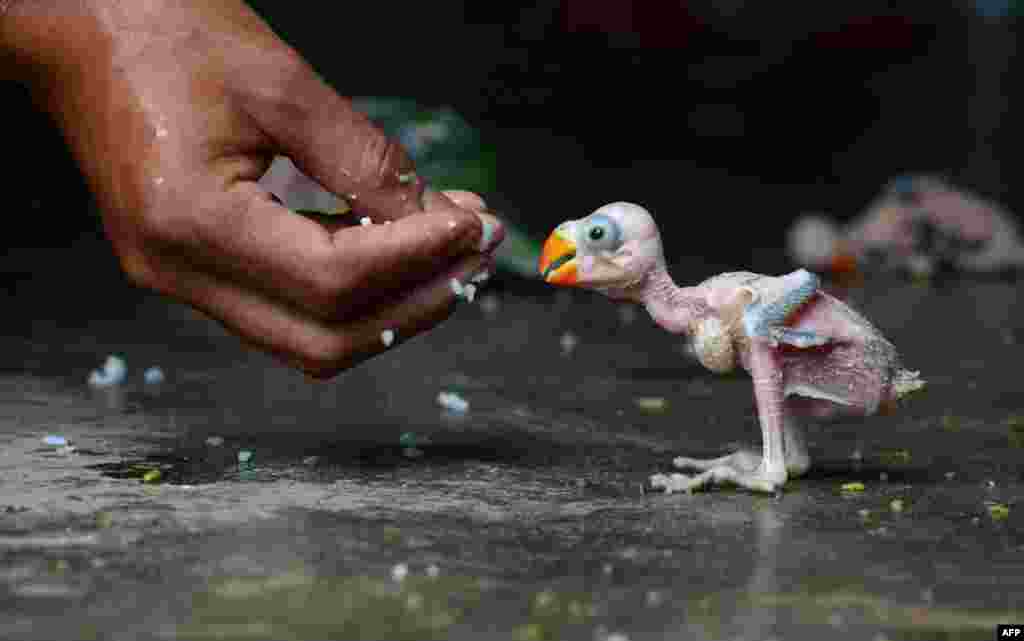 A parrot hatchling is fed by hand in Dimapur, India, after being caught in a forest by a local hunter and offered for sale in the northeastern state of Nagaland. Wildlife of all types is frequently hunted either for consumption or for sale to residents. Despite a ban since 1990-91 on trade in all Indian bird species, hundreds of parrots are collected and traded annually in India. (AFP)