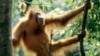 Орангутанг умеет ходить на двух ногах, но тратит как и шимпанзе на прямохождение столько же сил, сколько и на передвижение на четвереньках.
<a href = "http://en.wikipedia.org/wiki/Image:Man_of_the_woods.JPG" target=_blank>GNU Free Documentation License<