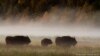 Belarus – European bison in Bielaviežskaja pušča, bog, forest, photo by Aleksandr Pekach