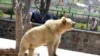 مسئولان باغ وحش کابل: تماشاچیان کاهش یافته اما به حیوانات غذای کافی داده می‌شود