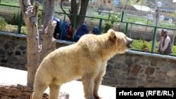 شماری از باشنده های کابل در حال تماشای یک خرس در باغ وحش کابل