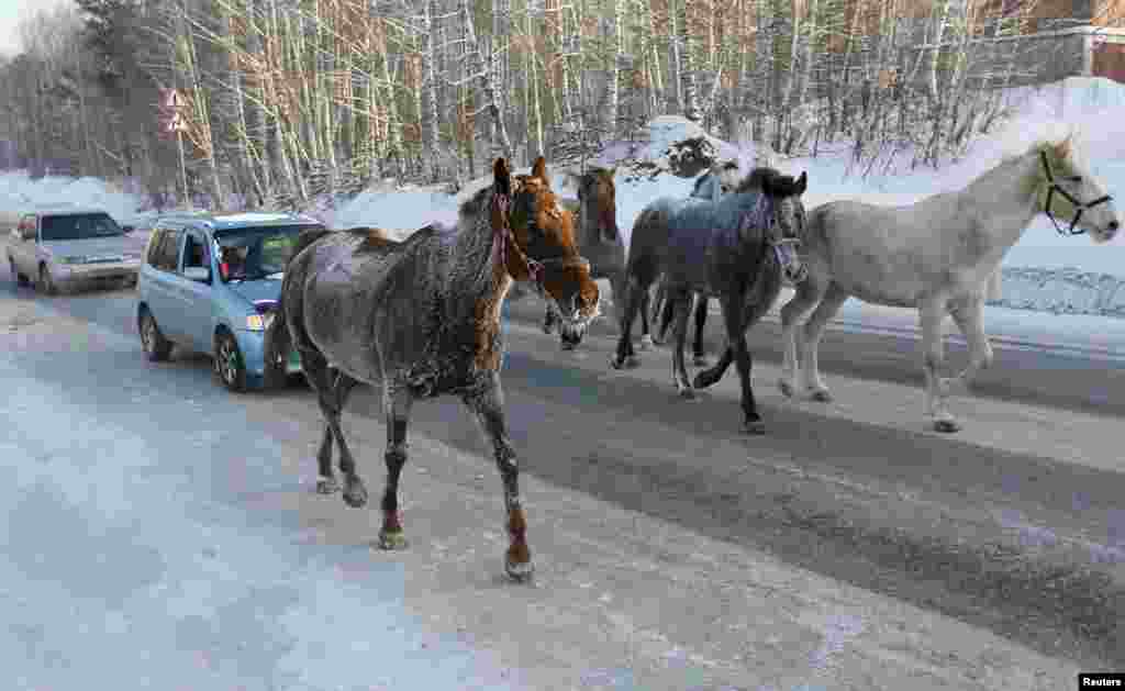 Horses walk in front of cars along a highway on a frosty winter day outside Krasnoyarsk, Siberia. (Reuters/Ilya Naymushin)