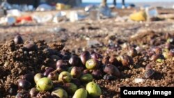 Оливки вместо боеприпасов – последствия российских авиаударов в сирийской провинции Идлиб