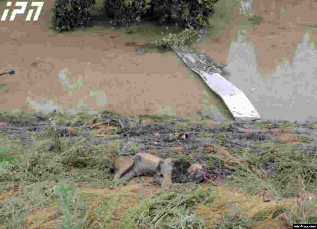 Тбилисский зоопарк затопило. Тигры, львы, волкы и другие животные спаслись бегством. Некоторые из них утонули в воде. Трое сотрудников зоопарка погибли .