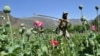 Afghan security forces destroy an illegal poppy crop in the Noor Gal district of eastern Kunar Province. (file photo)