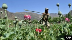 A member of the Afghan security forces destroys an illegal poppy crop in the Noor Gal district of eastern Kunar province earlier this year.