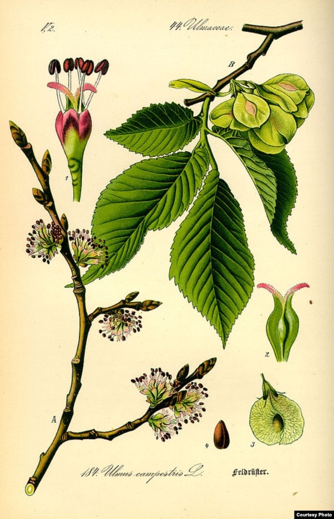 Wiąz pospolity, wiąz polny (Ulmus carpinifolia)