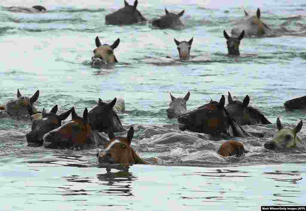 Wild ponies swim across the Assateague Channel during the 93rd annual Pony Swim from Assateague Island to Chincoteague in Chincoteague, Virginia. Every year, the wild ponies are rounded up on the national wildlife refuge to be auctioned off by the Chincoteague Volunteer Fire Company. (AFP/Getty Images/Mark Wilson)