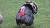 În engleză turkey, curcanul, vine de la Turkey - țara, căci era pasărea „turcească”… Mai amuzant este că în limba turcă curcanul este numit „hindi” … Adică ar veni din India (ca și în franceză dinde = d'Inde)