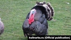 În engleză turkey, curcanul, vine de la Turkey - țara, căci era pasărea „turcească”… Mai amuzant este că în limba turcă curcanul este numit „hindi” … Adică ar veni din India (ca și în franceză dinde = d'Inde)