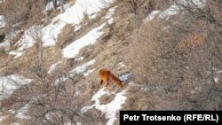 Лошадь пасется в Иле-Алатауском национальном парке. Алматинская область, 3 марта 2019 года.