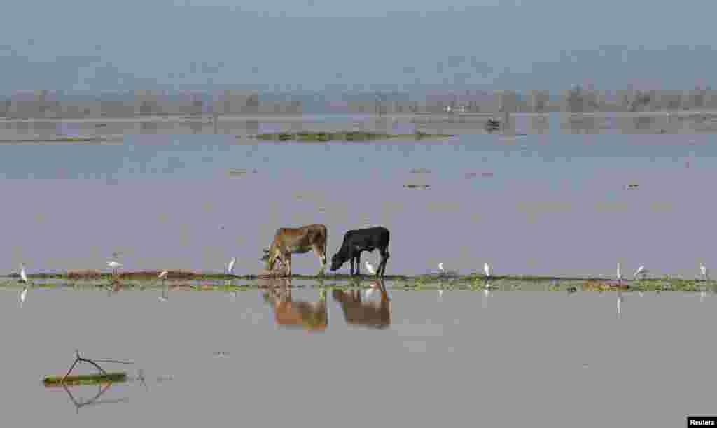 Flooded rice fields are pictured after heavy rains and strong winds brought by Typhoon Nock-ten battered the central Philippines. (Reuters/Romeo Ranoco)