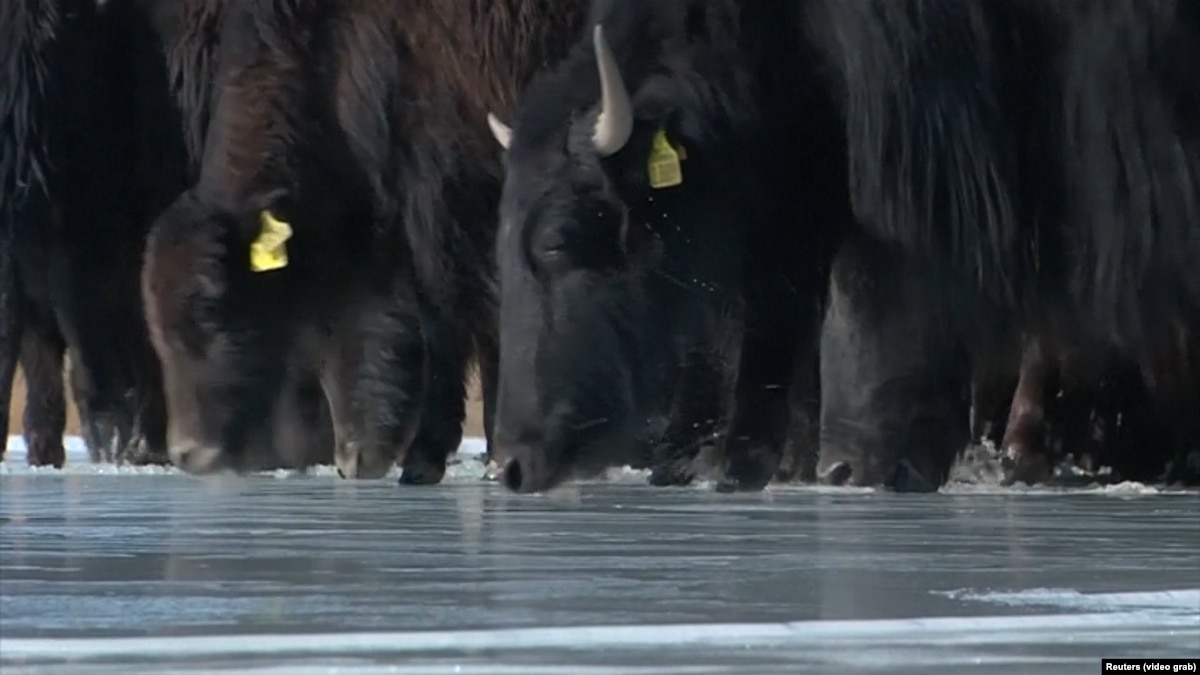 Kyrgyz Yak Herders Prepare For Winter In The Tundra