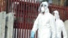 Donuz qripi: pandemiya, yoxsa korrupsiya və dərman alveri imkanı 