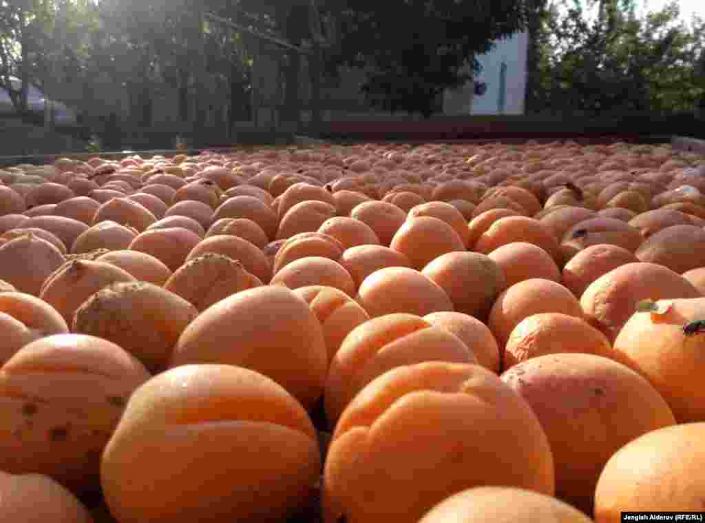 По официальным данным, в области в год изготовляют около 25 тысяч тонн сушеного абрикоса.