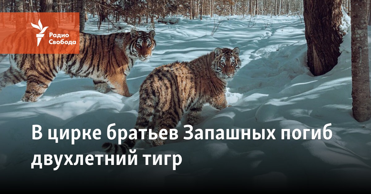 A two-year-old tiger died in the Zapashny brothers’ circus