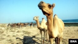 Islamic State has used idyllic images of camel-rearing efforts in Syria to help project an image of normalcy in the territory it controls. (file photo) 