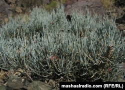 An ephedra plant