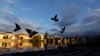 CZECH REPUBLIC -- Birds fly over the Vltava river bank near Charles Bridge amid an outbreak of the coronavirus disease (COVID-19) in Prague, April 29, 2020