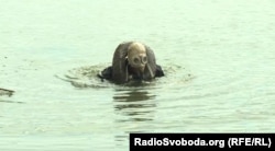 Водолазна підготовка бійців ЗСУ