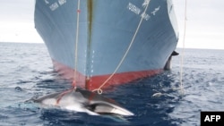 An Australian Customs Service handout photo from February 2008 shows a whale being dragged toward the Japanese whale catcher "Yushin Maru" after being harpooned in Antarctic waters.