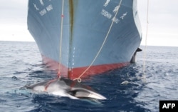 Японское китобойное судно в Антарктике в момент лова. 2008 год