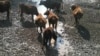 В Каракалпакстане скот местных жителей погибает из-за нехватки воды