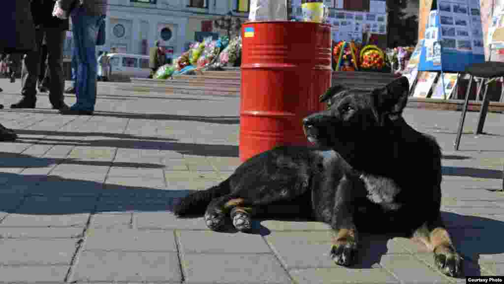 Manifestanții din Cernăuți au &ldquo;adoptat&rdquo; acest maidanez, după noaptea de 18 spre 19 februarie, când l-a Kiev au fost înregistrate primele victime și când cățelul botezat ulterior Maidan s-a alăturat mulțimii și urla asemeni unui lup. 10 martie 2014, Cernăuți. 