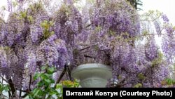 BIG YALTA, UKRAINE - The Nikitsky Garden in May delights with the flowering of roses, peonies, wisteria and irises, 11May2020