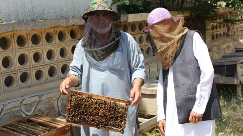 ФСБ не впустила в Махачкалу пчел из Средней Азии