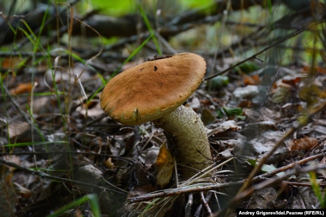 Ілюстрацыйнае фота