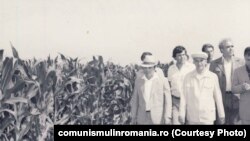 Ceaușescu făcea vizitele de lucru cu o plăcerea autentică. Își punea șapca pe cap și se ducea unde îl purta elicopterul. Aici e în vizită la CAP Ciocârlia, județul Constanța (12 iulie 1984). Sursa: comunismulinromania.ro (MNIR)