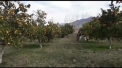 په کنړ کې د مالټو، نارنجانو او لیمو حاصلاتو کې ۳۰ سلنه زیاتوالی