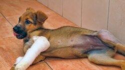 Живодеры Крыма будут наказаны?