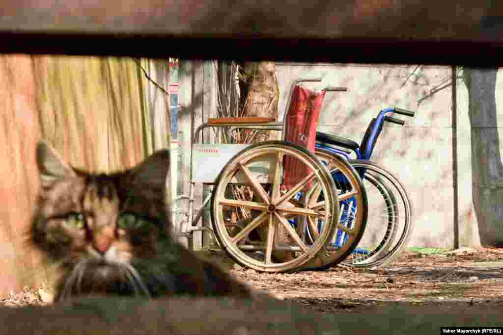 FINALIST:&nbsp;&quot;Leave Me Alone in My Hospital&quot;:&nbsp;A stray cat living in a former hospital in the center of Minsk peers into the lens of the photographer. (Yahor Mayorchyk, Minsk bureau of RFE/RL&#39;s Belarus Service)