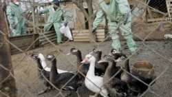 Птичий грипп в Крыму: как это было (видео)