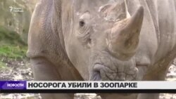 Редкого белого носорога убили в зоопарке