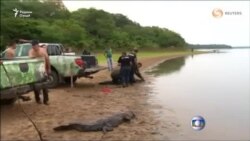 Амалиёти наҷоти ҳайвонҳои ваҳшӣ аз хушксолӣ дар Бразилия