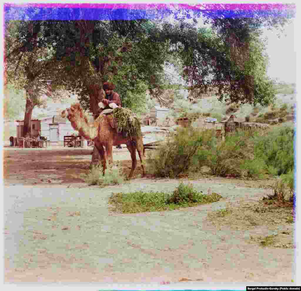 Un membru al tribului călărește o cămilă în zona Bayramaly. &nbsp;