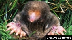 Усходнеамэрыканскі крот (Scalopus aquaticus). Фота: Kenneth Catania, Vanderbilt University