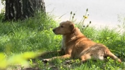 В Казахстане запустили петицию против проекта, разрешающего убийства бездомных собак