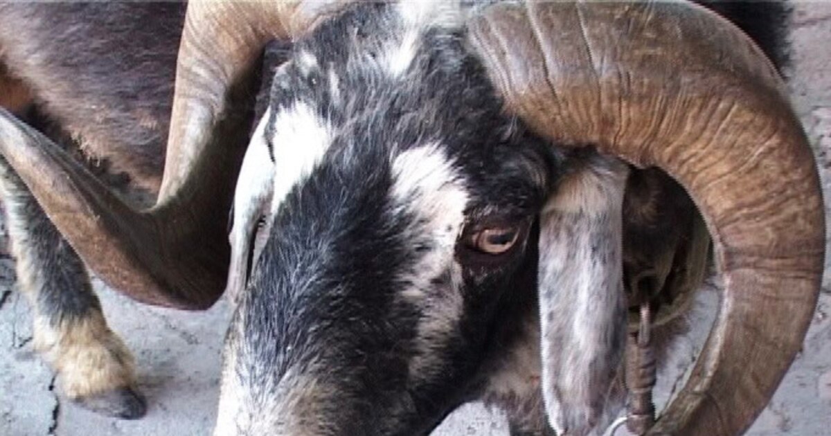 Жұлдыздардың жыныстық қатынасқа түскен суреттері