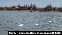 Лебеді на Слов'янському курорті, 25 березня 2025 року