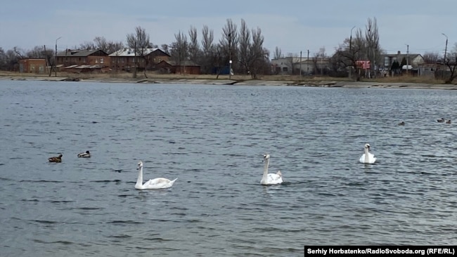 Лебеді на Слов'янському курорті, 25 березня 2025 року