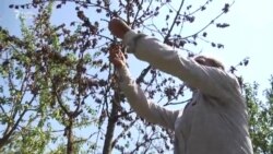 Saatlının 'yaddan çıxmış' kəndi