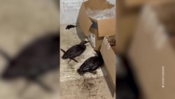 Анапа: новый разлив нефти, сотни птиц в мазуте