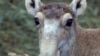 Russia -- A female saiga antelope in southern Russia's Cherniye Zemly wildlife refuge (Kalmykia), May 2002. 