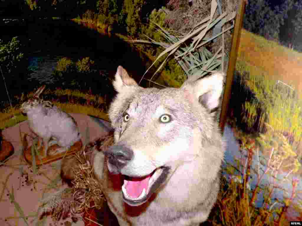 Алексеевскийның Виталий Абрамов исемендәге туган якны өйрәнү музеенда район башлыгы бүләк иткән бүре карачкысы